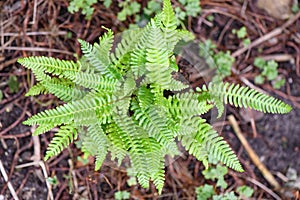 Deer fern Struthiopteris spicant, young plant from above photo